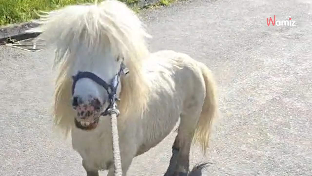 Frau entdeckt im Wald die niedlichste Kreatur – und filmt alles (Video)