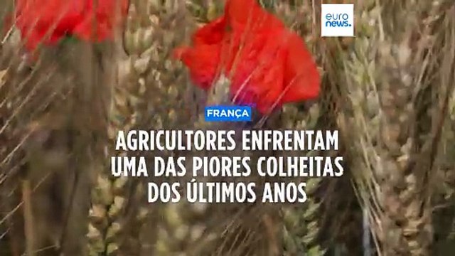 Produção de cereais em França afetada pelas alterações climáticas