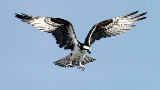 Conservacionistas colombianos trabajan en la protección del águila arpía, especie en vía de extinción