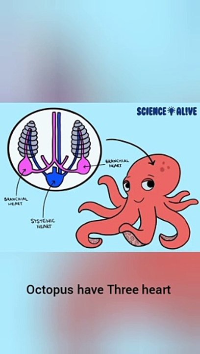 interesting fact about octopus | octopus facts | #octopusfacts  #shorts #viral #viralvideo