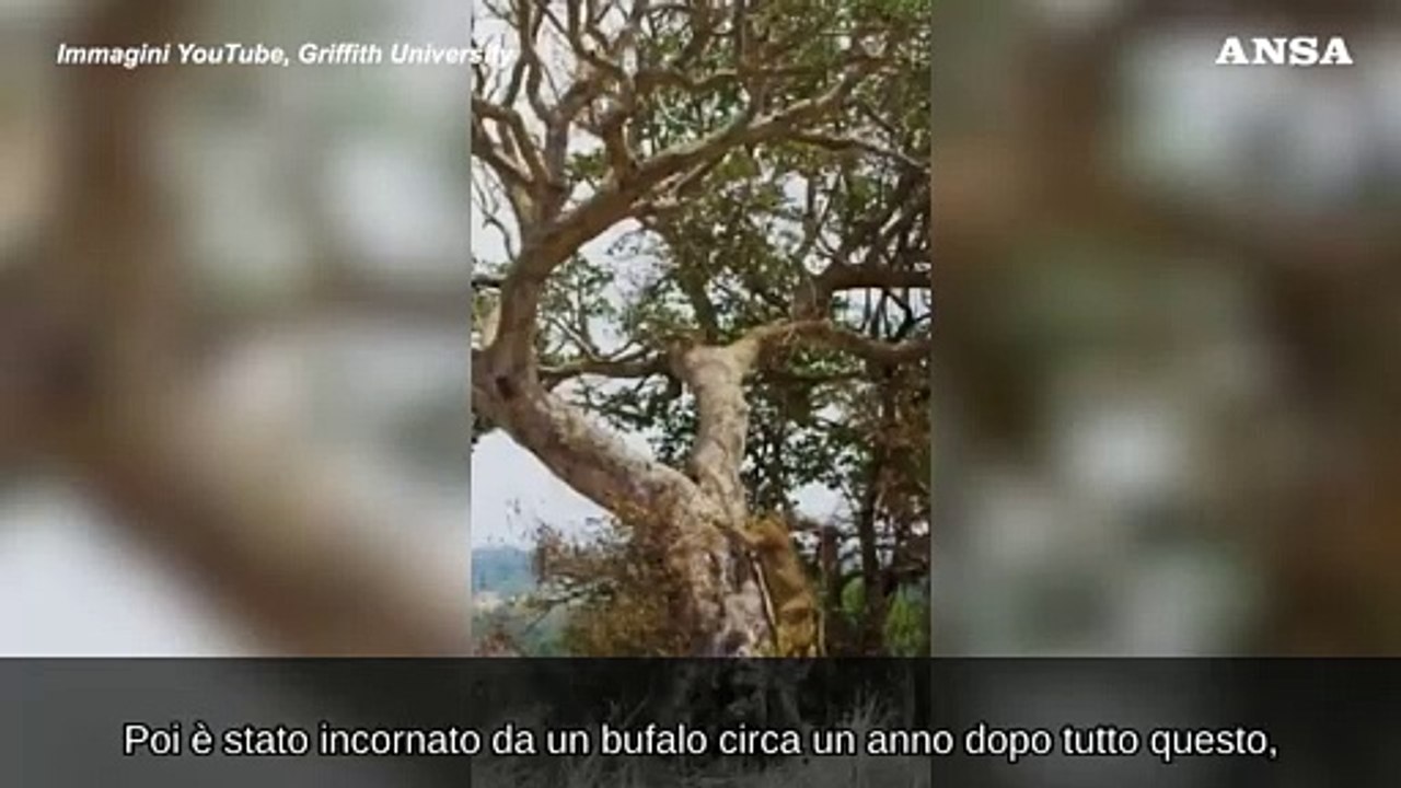 Un leone con tre zampe attraversa di notte un fiume infestato da predatori