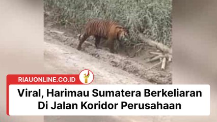 Viral, Harimau Sumatera Berkeliaran Di Jalan Koridor Perusahaan