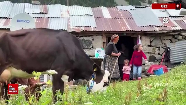 Kaçkar'daki yaylanın kadınları yarım asırdır hayvancılık yapıyor