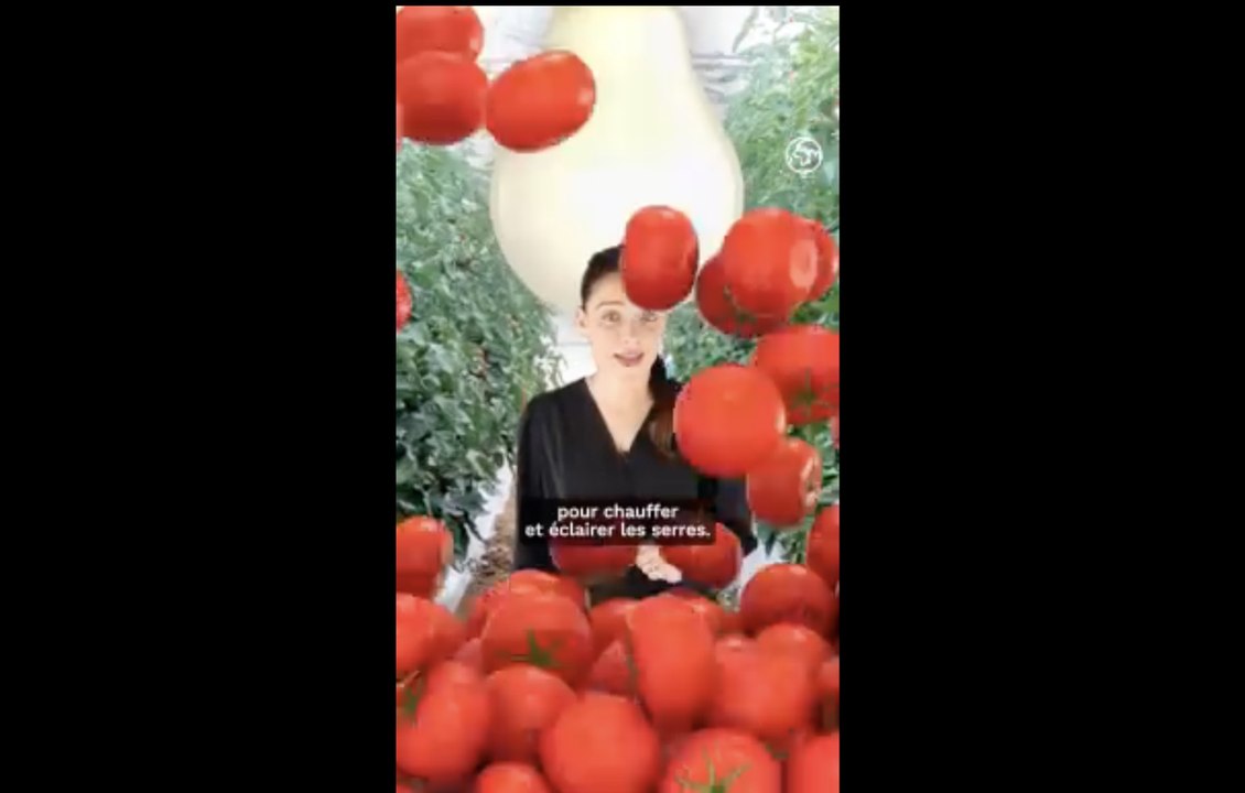 Tomates françaises ou tomates bio : quelles sont les meilleures tomates pour la planète ?