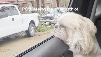 Woman and her dog witness the distressing aftermath of Hurricane Beryl