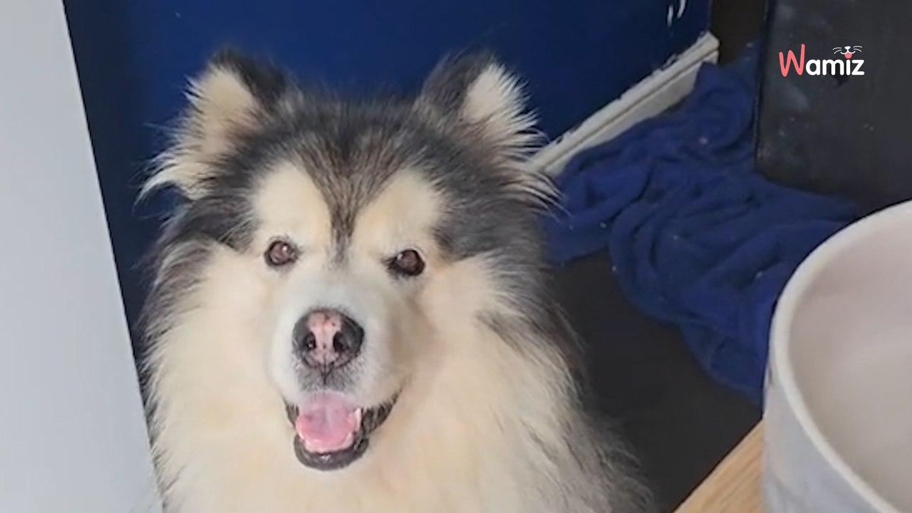 Frau reist 1600 km, um Hund vor grausamem Schicksal zu retten