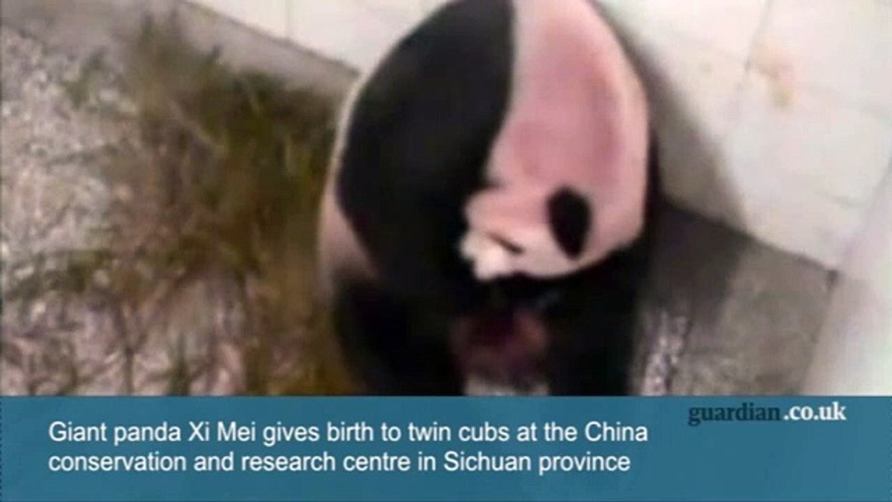 Giant panda gives birth to twins in China - video | Endangered species | The Guardian