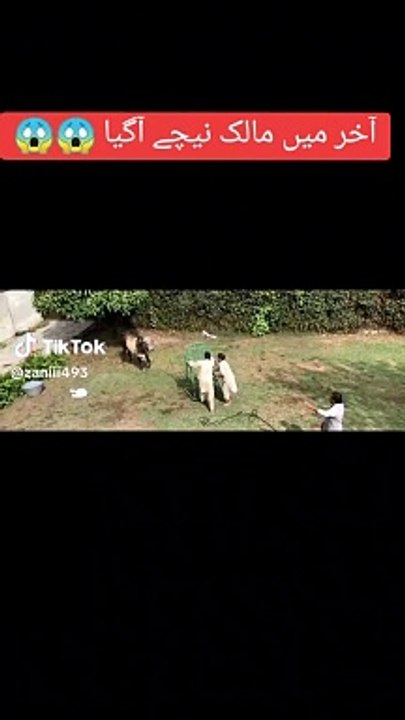Funny video
