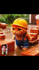 Cute cat doing labour work #catstory #shortsvideo #vidhere