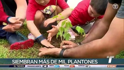 Realizan siembra de mil plantones de guayacán en la capital