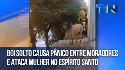 Boi solto causa pânico entre moradores e ataca mulher no Espírito Santo