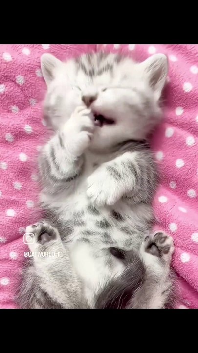 Cute little kittens