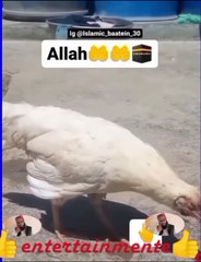 ما شاء الله سبحان الله