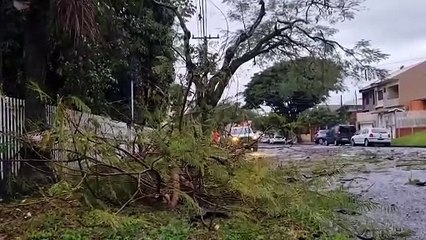 Download Video: Caminhão enrosca em galhos de árvore e Bombeiros são acionados para fazer poda