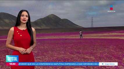 Download Video: Manto de flores moradas cubre el Desierto de Atacama