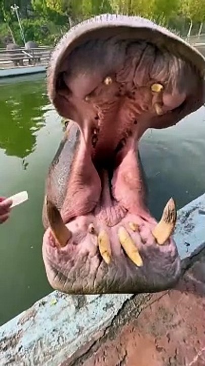 Fany video#best fany #fany