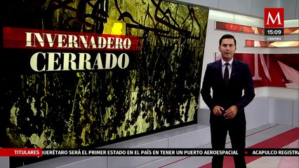 Agentes de la policía desmantelan invernadero de marihuana en Cancún