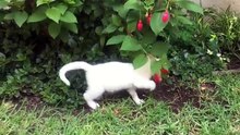 More than 90 cats 