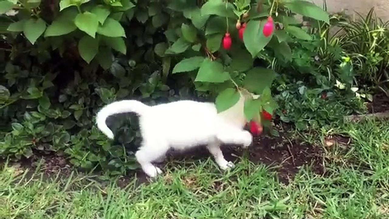 More than 90 cats 