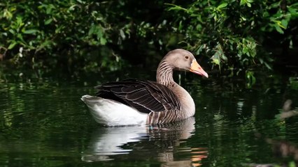 Cute Bird Compilation 2024 | Adorable Birds to Brighten Your Day"