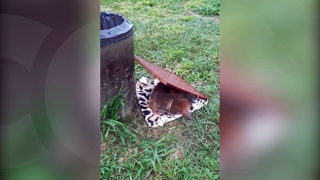 Internauta pede ajuda para resgatar cachorro abandonado nas proximidades do Lago Municipal