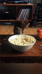Cute cat enjoying popcorn