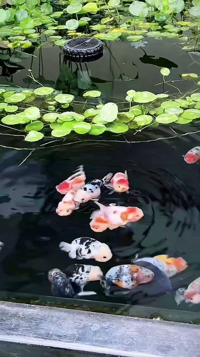 ikan koi