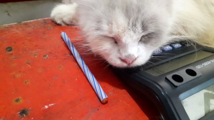 si moly
