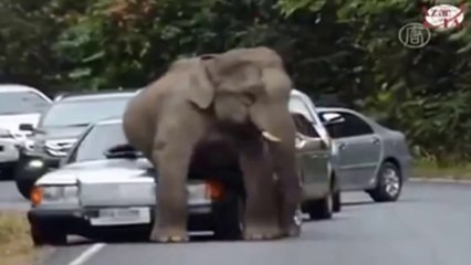Indian Funny Videos Compilation 2015   Indian Whatsapp Videos   Videos De Risa 2015