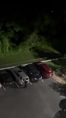 Bear Clings to Car in Hotel Parking Lot 🐻 Surprising Wildlife Encounter