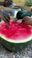 Waterfowl Ducks Delight in Refreshing Watermelon 🍉