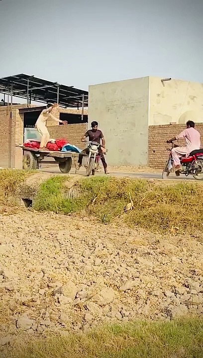 Funny video