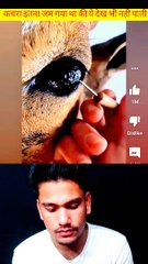 Save animals save nature