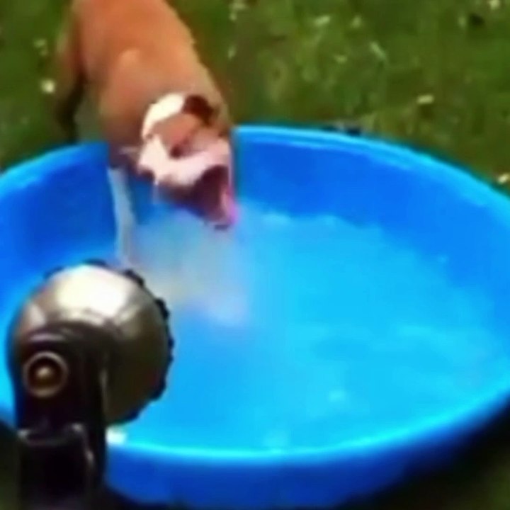 Funny animal and pets vedio