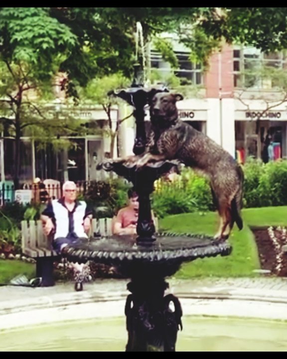 Funny Animals and pets