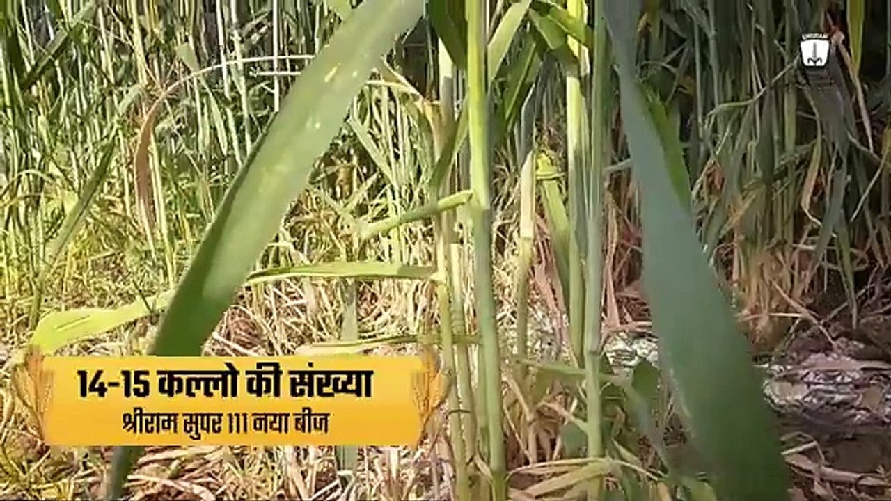 Shriram Super Wheat Seed: Inspiring Success Stories of Super Farmers