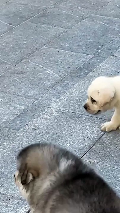 Very Beautiful puppy