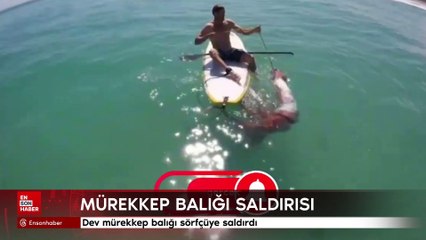 Dev mürekkep balığı sörfçüye saldırdı