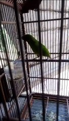 Cucak ijo,bird green