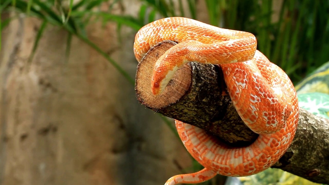 Unbelievable!!Most Dangerous Animals Compilation 2024 | Top Deadliest Wildlife Encounters|Must watch dangerous animals compilation