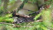 The Green Sandpiper: Close Up HD Footage (Tringa ochropus)