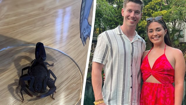 Couple left terrified after “venomous” scorpion stowaway emerges from suitcase