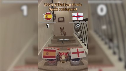 Señoras y señores, el vídeo que todos esperaban: el famoso perro predice el resultado del España vs Inglaterra