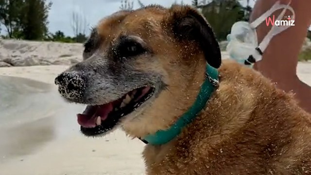 En arrivant dans une location de vacances, cette famille découvre un chien qui va transformer leur séjour