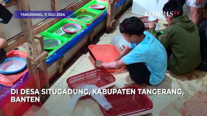 KemenKKP Gerebek Rumah Benih Lobster Ilegal di Banten, 9 Orang Jadi Tersangka