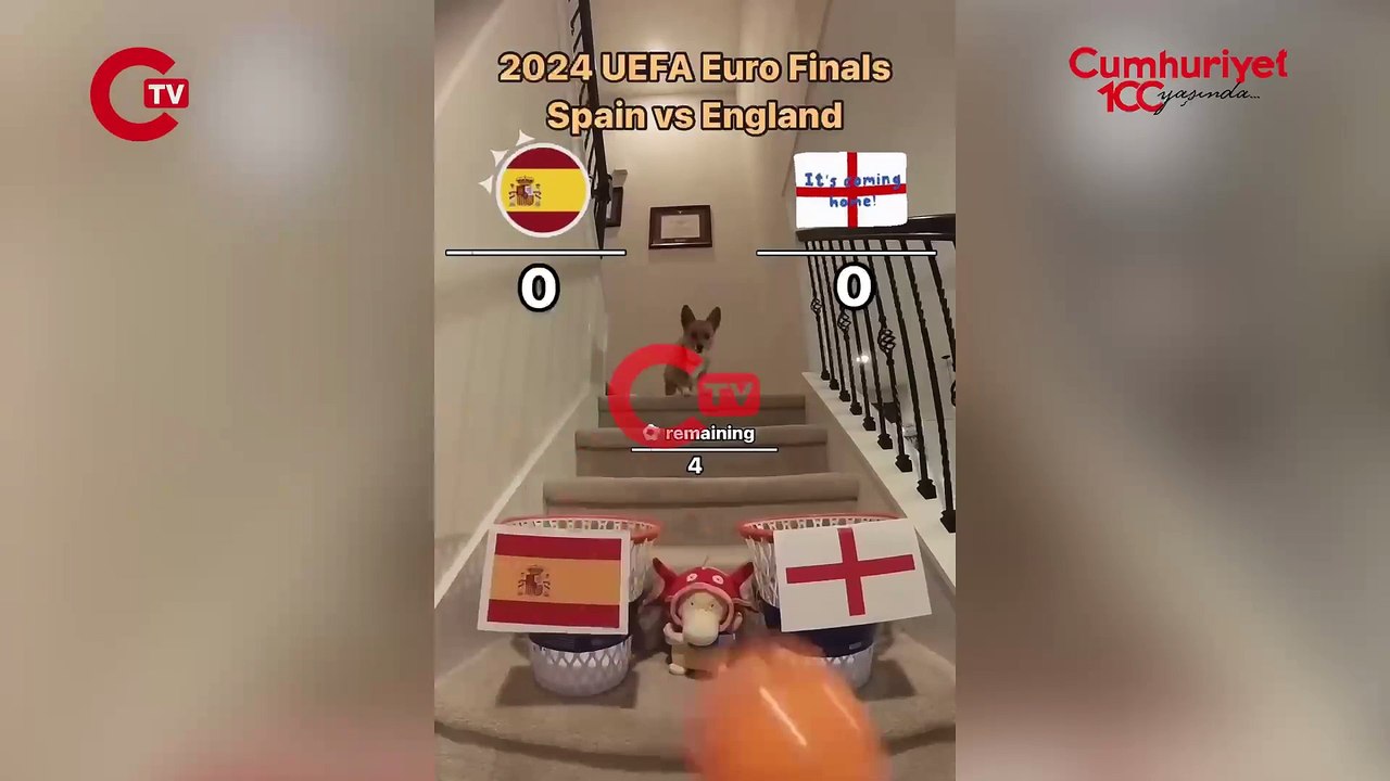Fenomen köpek Steph Furry, EURO 2024 finalinde karşı karşıya gelecek İngiltere ve İspanya maçının sonucunu tahmin etti