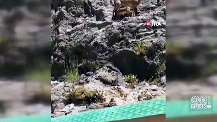 Erzincan'da yavrularını emziren dağ keçisi görüntülendi