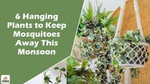 बारिश के मौसम में डेंगू और चिकनगुनिया के मच्छरों से बचाएंगे ये 6 पौधे