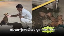 แม่หมารู้งานดักรอ บูม เทยกะทะ ให้ช่วยดูแลลูกด้วย ชาวเน็ตเห็นแล้วใจฟู !