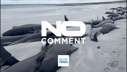 No comment : 77 baleines échouent sur une plage en Ecosse 
